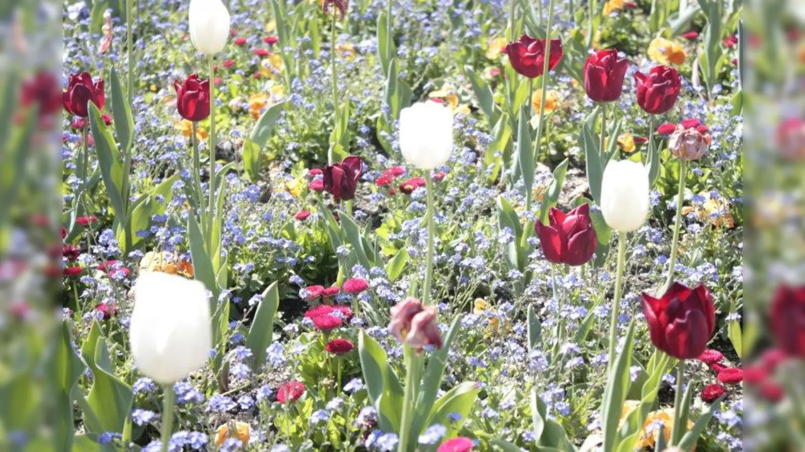 Eine Vielfalt von Blumen schmückt den Gärtnerplatz. (Foto: ak)