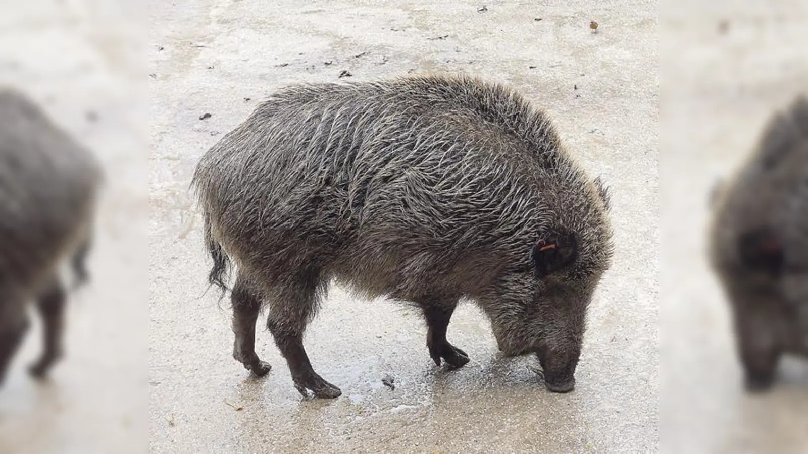 Erst darf den Wildschweinen bei der Fütterung zugesehen werden, dann wird vorgelesen.	 (Foto: hw)
