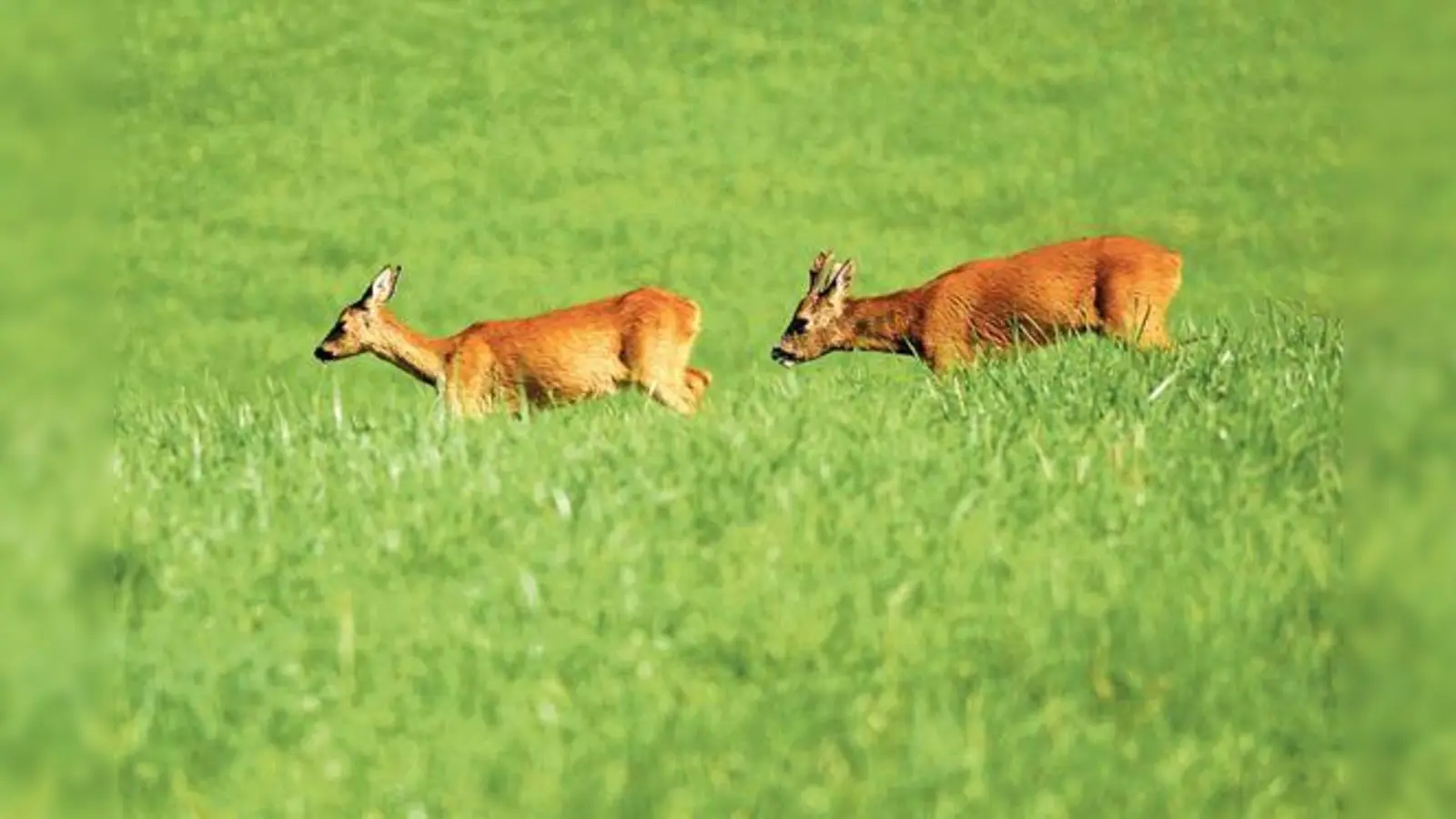 Der Bock hat nur noch Interesse an der Geiß und läuft liebesblind auch vors Auto.	 (Foto: VA)