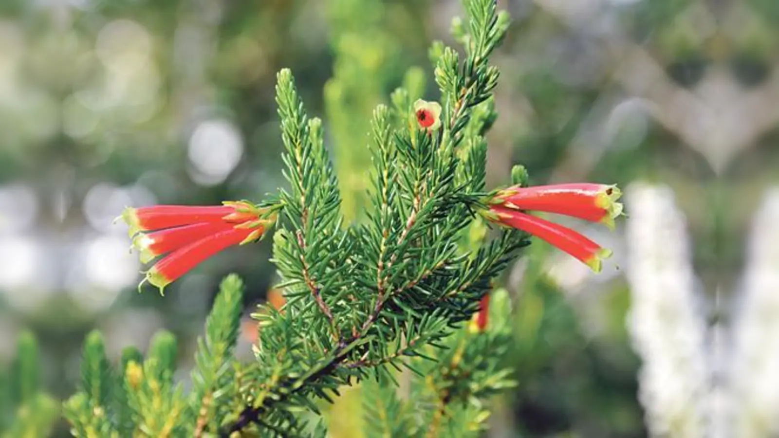 In Südafrika, besonders im Kapgebiet, kommen zahlreiche Erica-Arten vor. Auch die ansehnliche Erica versicolor, das Verschiedenfarbige Heidekraut.	 (Foto: Franz Höck)