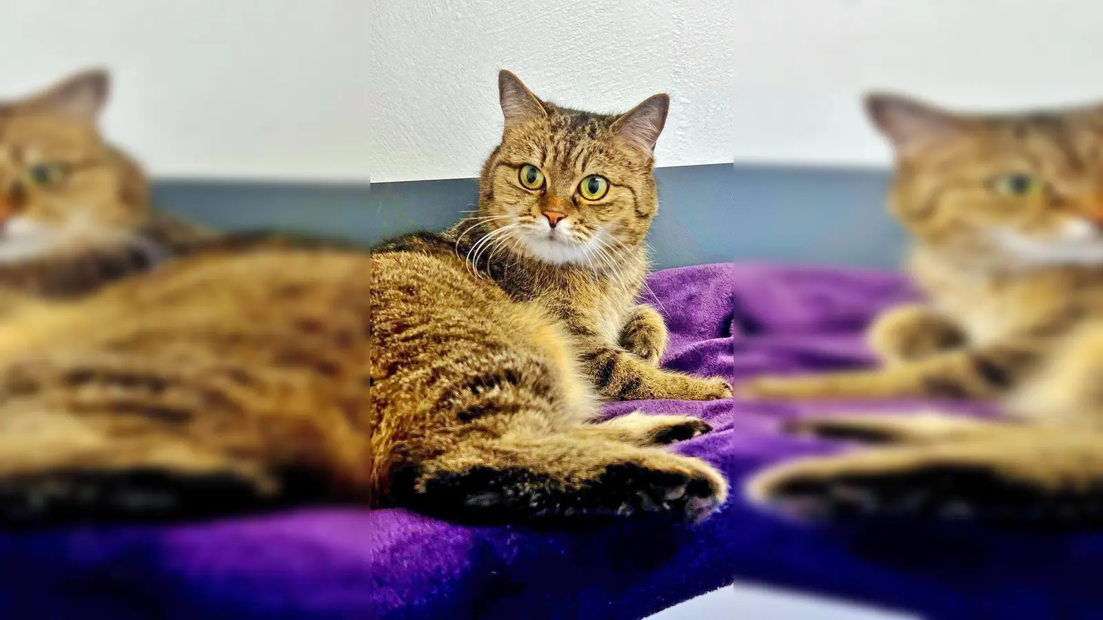 Kurzhaar Katze Nala. (Foto: Tierheim Riem)