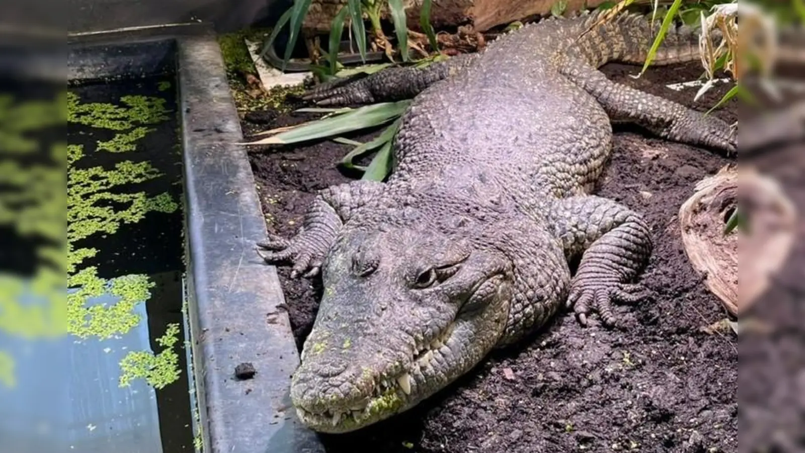 Das Beulenkrokodil gehört zu den größten Krokodilarten der Welt und kann bis zu 6 Meter lang werden. Dieses Exemplar wurde zuvor in einer Kleingartenanlage gehalten. (Foto: Auffangstation für Reptilien, München e.V.)