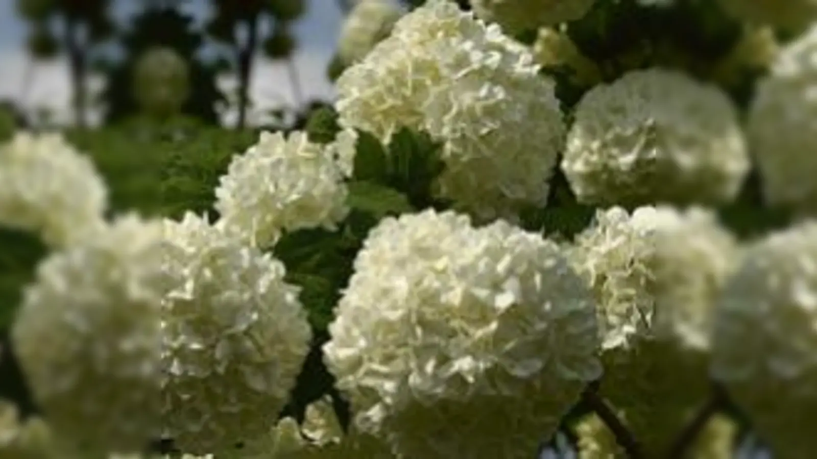 Der sogenannte »gemeine Schneeball« ist eigentlich bezaubernd schön. 	 (Foto: Botanischer Garten)