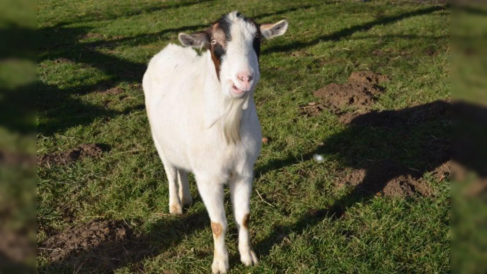 Ein Ort voller Leben: Raum zur Genesung und Entfaltung bietet der Gnadenhof des Tierschutzvereins München. (Foto: eis)