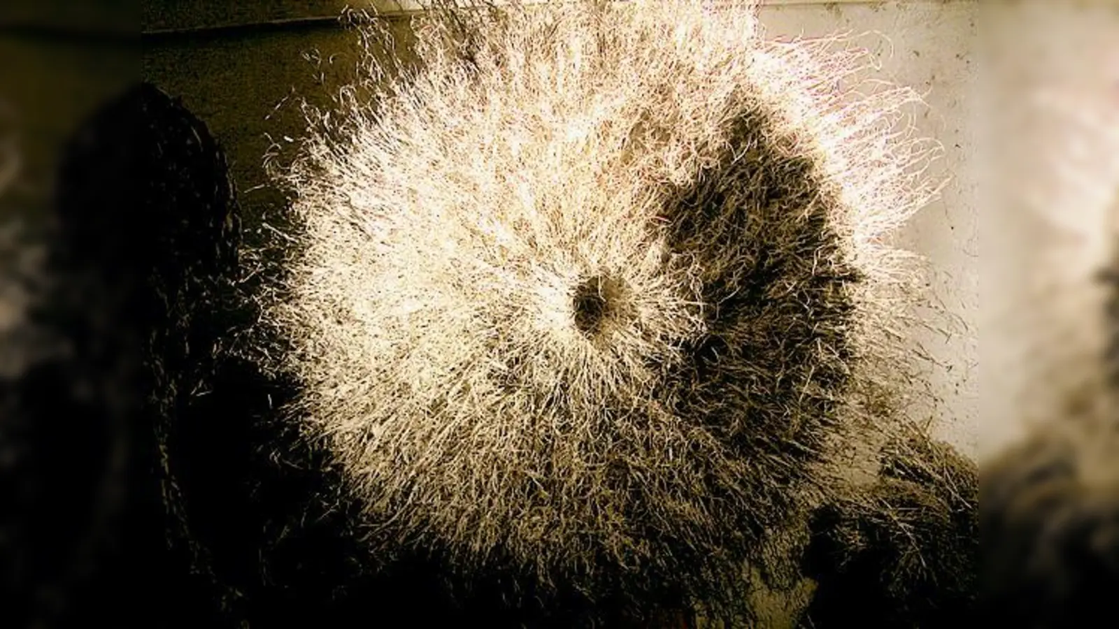 Filigranes aus der »Piazza Quattro Stagioni«: Ein Werk von Michael Moroder, der faserige Raumob­jekte ausstellt.	 (Foto: VA)