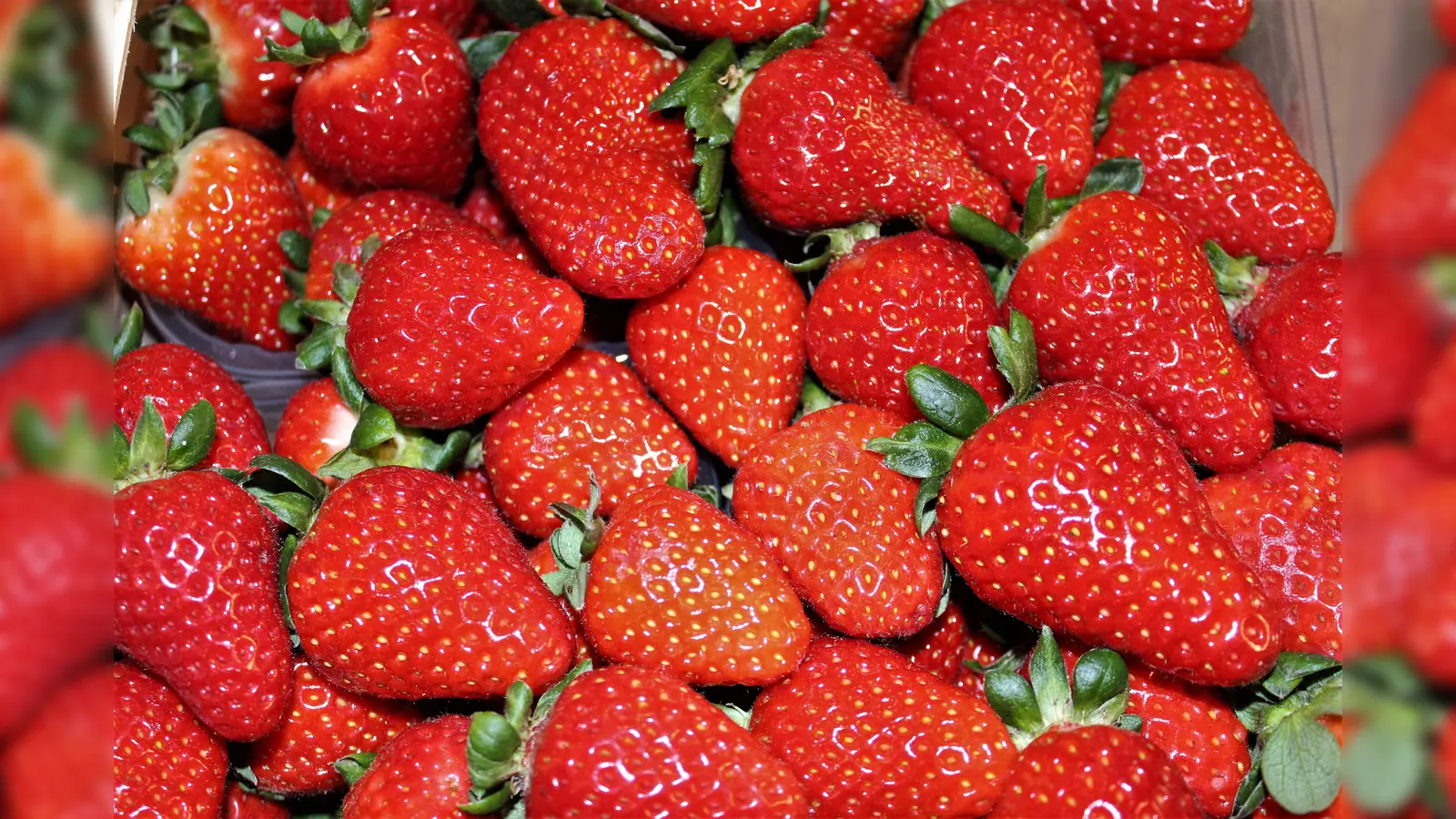 Erdbeerfelder statt Sabelschulen - darum geht es am 5. Oktober in Taufkirchen. (Foto: dek)