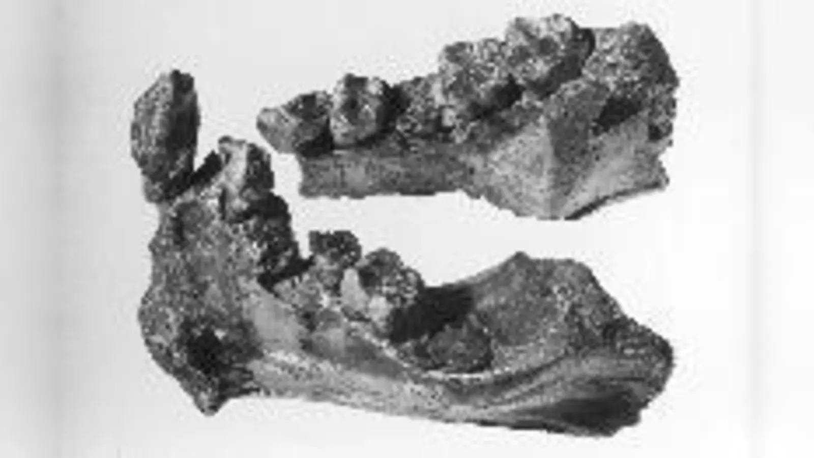 Der Menschenaffen-Unterkiefer aus dem Himalaya ist 9 Mio. Jahre alt.	 (Foto: Sandra Klinger)