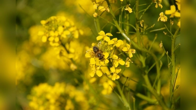 Viele der gelb blühenden Kreuzblütler, zu denen unter anderem auch der Raps gehört, werden gern von Bienen besucht. Auf dem Foto sind die Blüten des Orientalischen Zackenschötchens zu sehen. (Foto: Ehrentraud Bayer)