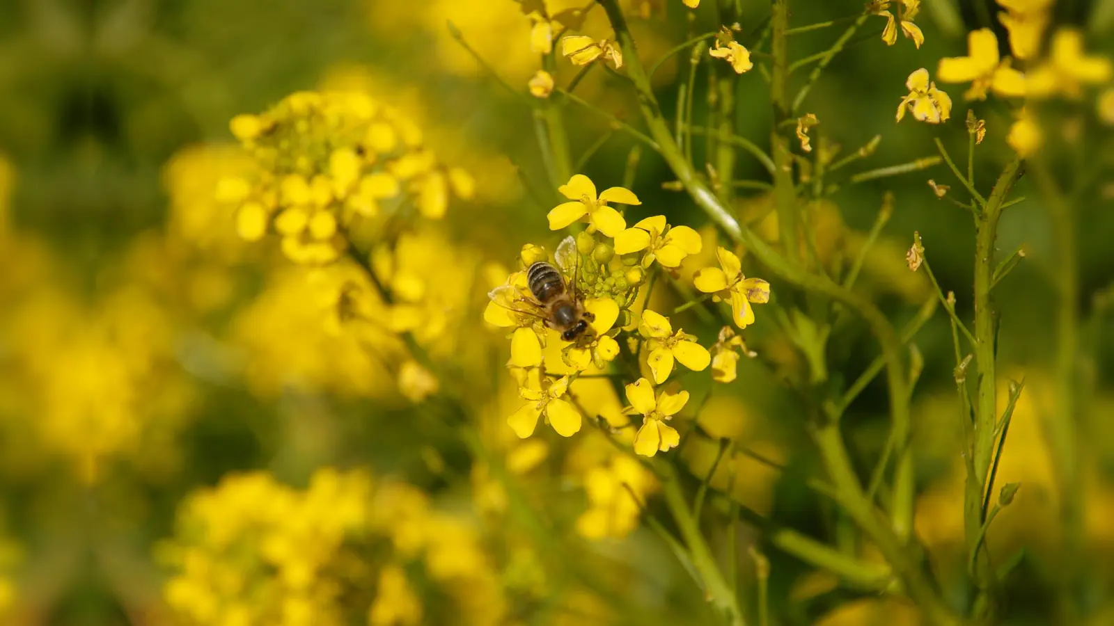Viele der gelb blühenden Kreuzblütler, zu denen unter anderem auch der Raps gehört, werden gern von Bienen besucht. Auf dem Foto sind die Blüten des Orientalischen Zackenschötchens zu sehen. (Foto: Ehrentraud Bayer)