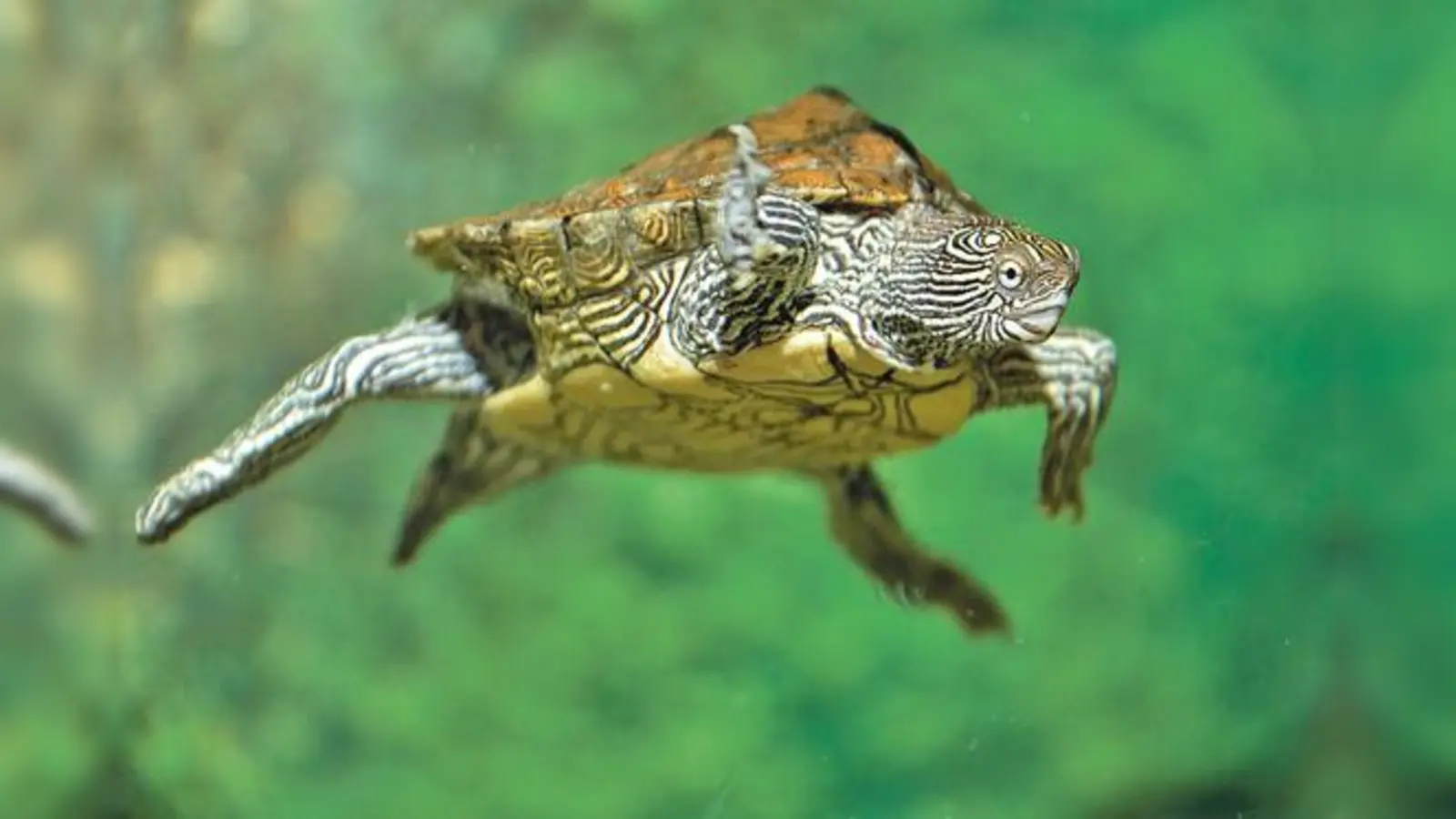 Viele spannende Aktionen rund um die Schildkröte erwarten die kleinen Tierliebhaber im Sea Life.	 (Foto: Sea Life)