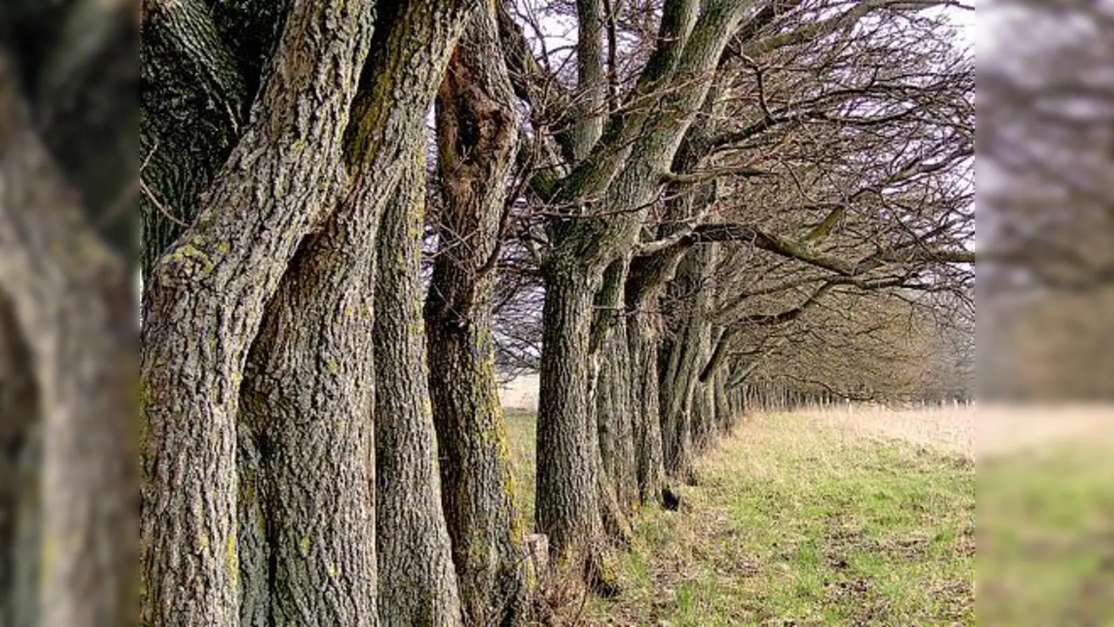 Um diesen ökologisch wertvollen Bereich geht es: der Hüllgraben in Zamdorf.	 (Foto: BN)