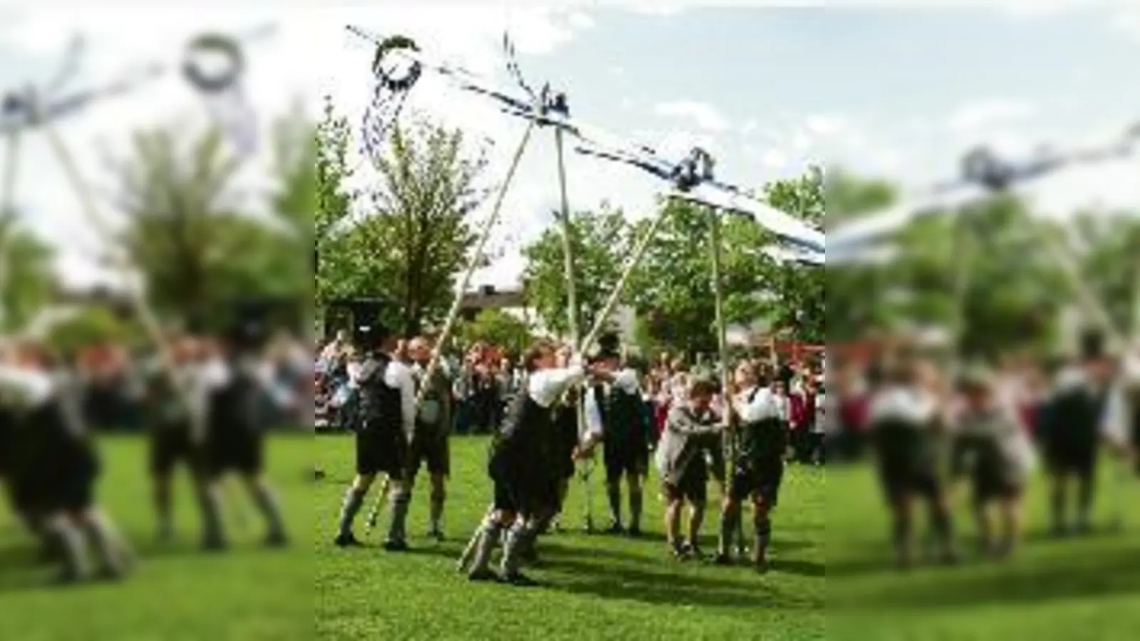 Kein Job für Weicheier: Die Männer vom Lerchenauer Trachtenverein Edelweiß Stamm beim Aufstellen des Maibaums vor hunderten von Zuschauern.	 (Fotos: wei)