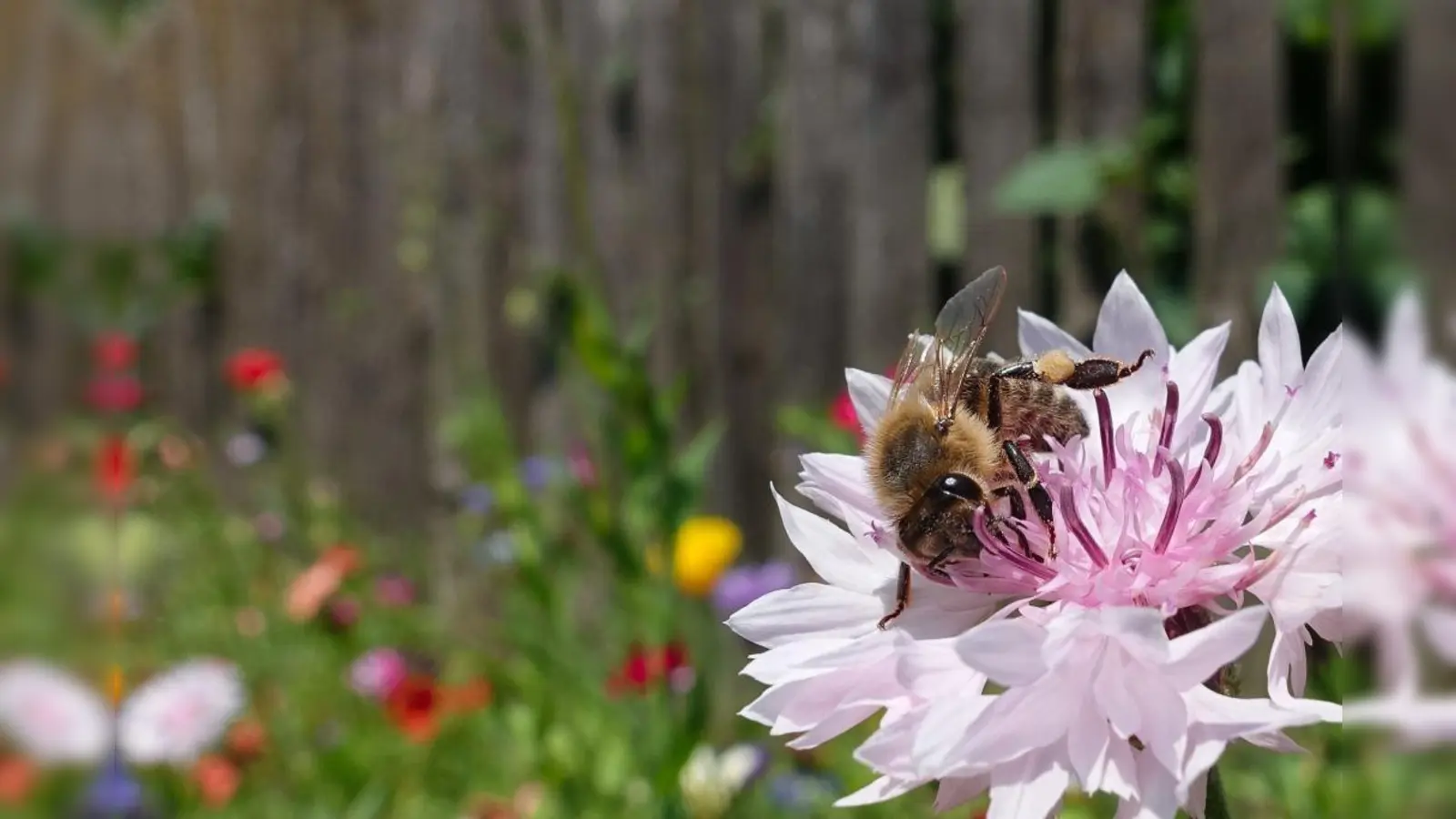 Am 15. Juni erfahren Kinder am MWU alles über die spannende Welt der Bienen. (Foto: MWU)