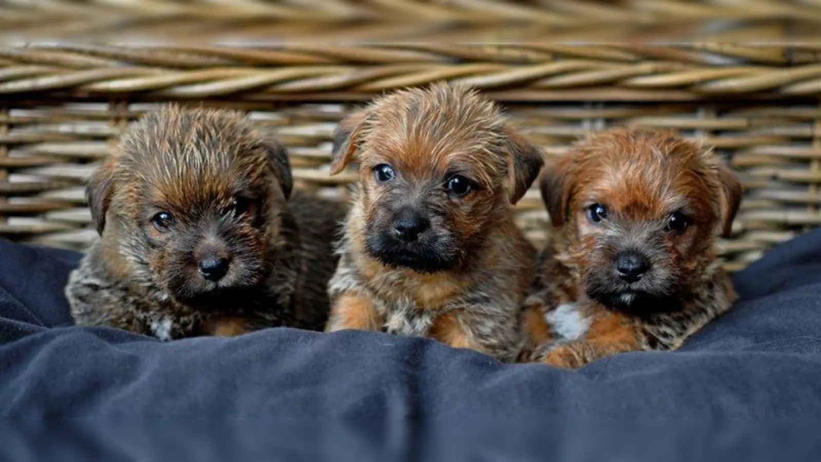 Die Tiervermittlung hat beim Sommerfest von 13 bis 16 Uhr geöffnet. (Foto: Péronne vd Ham/pixelio.de)
