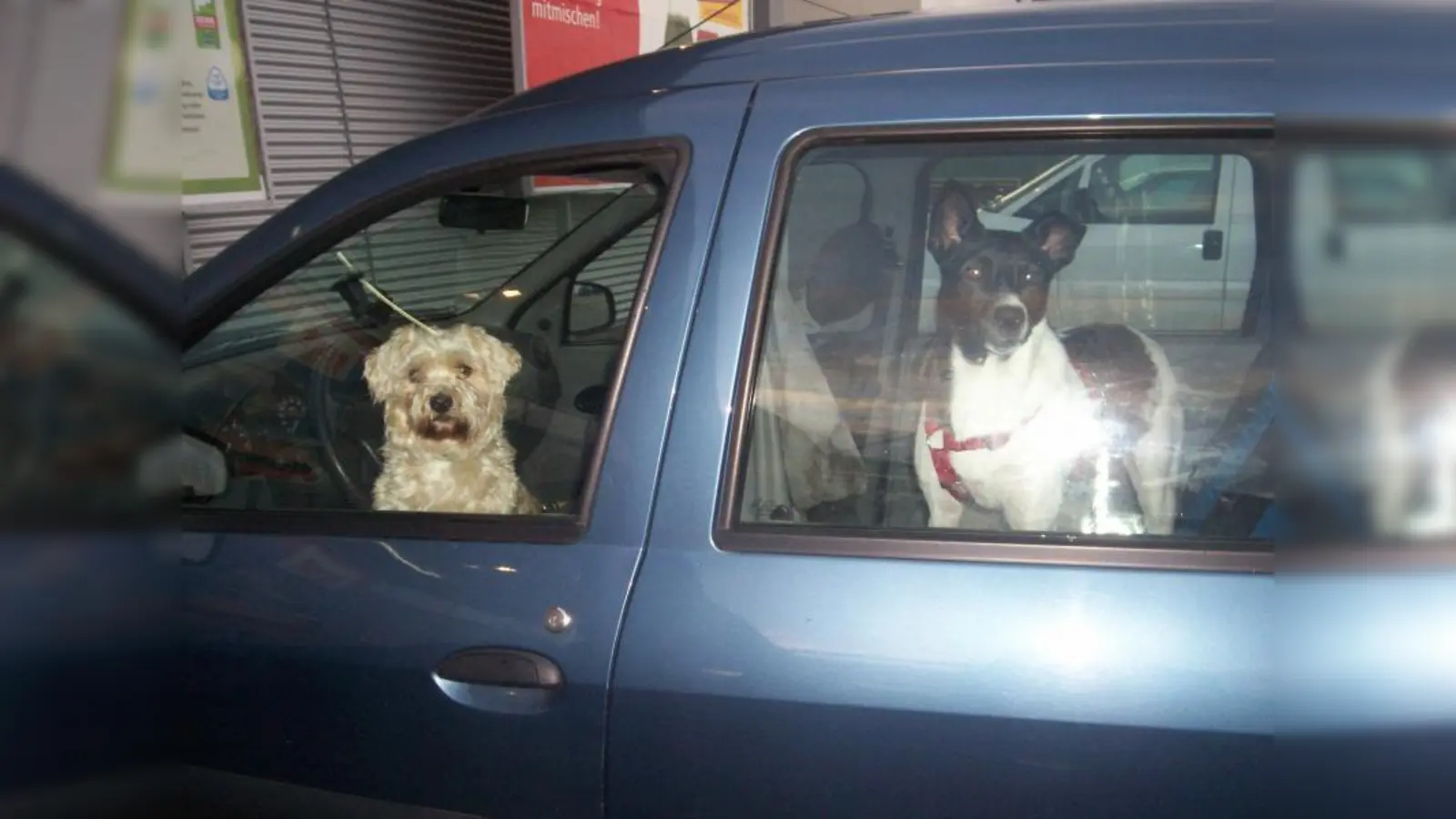 Dackel Wiggal (Foto: privat)