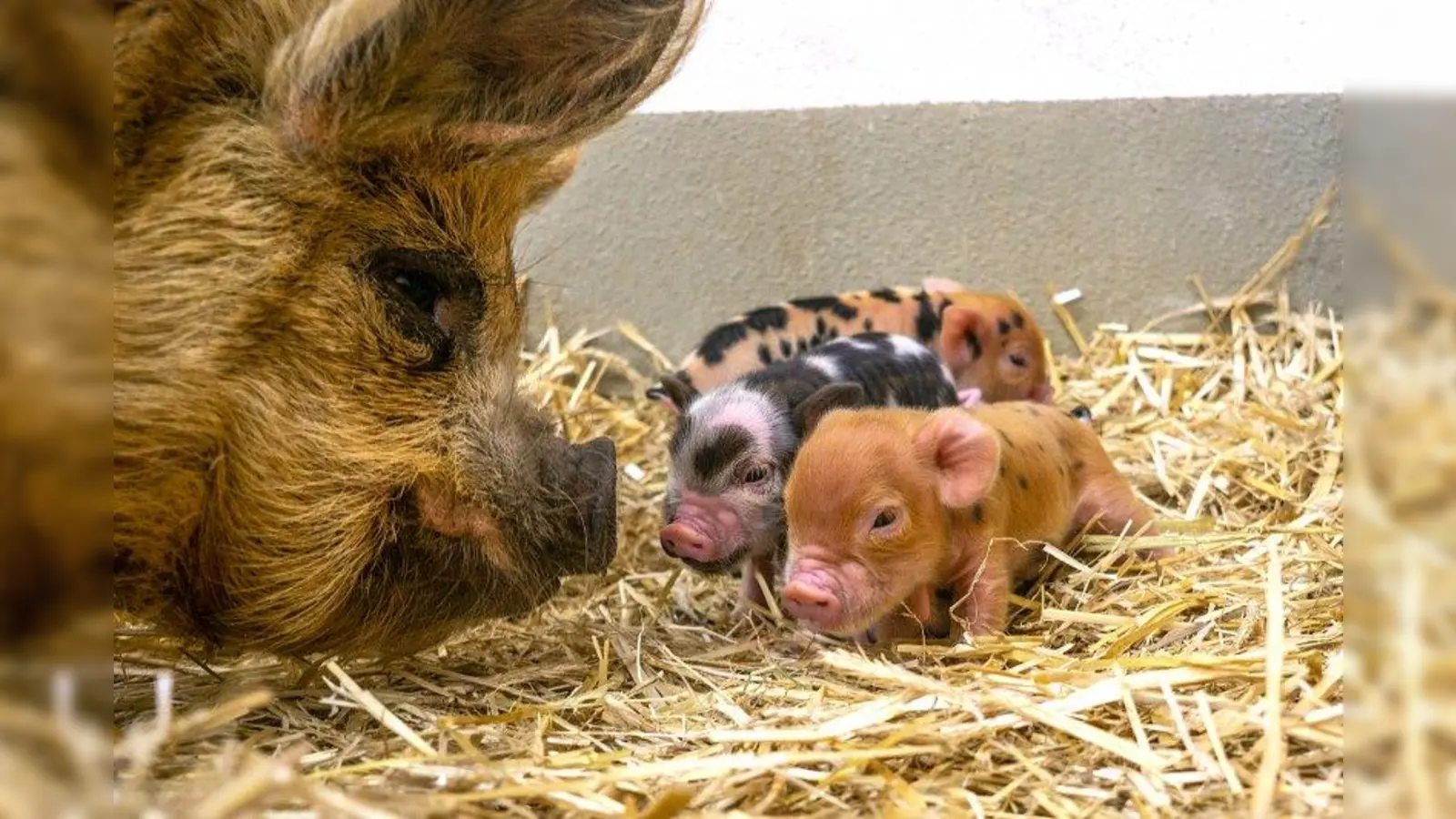 Kunekune-Mama Lilly mit ihren Kinder. (Foto: Dominik Greenwood)