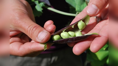 Für viele Gartenbesitzer ist es ein besonderer Reiz, Nutzpflanzen für die Eigenversorgung zu kultivieren. (Foto: CCO)