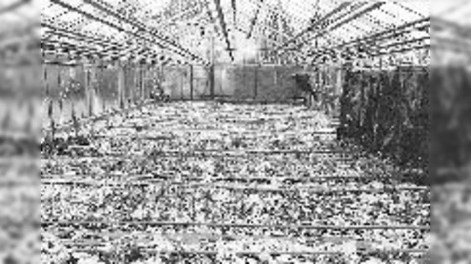 Die Gärtnereien in Haar waren nach dem Hagel vollkommen zerstört.  (Foto: Gemeinde Haar)