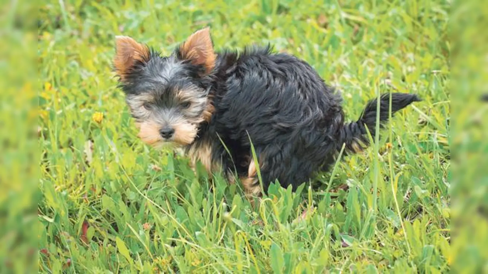 »Nicht der Hund ist das Ferkel«: Der Hund folgt seinem Instinkt. Herrchen und Frauchen sind dafür zuständig, im Naturschutzgebiet die Hinterlassenschaften ihres Lieblings zu beseitigen.	 (Foto: Pezibear, CC0)