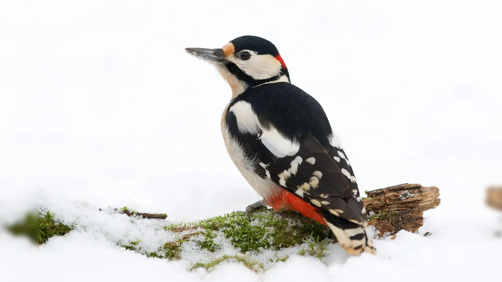 Der Waldvogel wird heuer häufiger in der Stadt beobachtet: Der Buntspecht rangiert auf Platz 9. (Foto: Frank Derer)