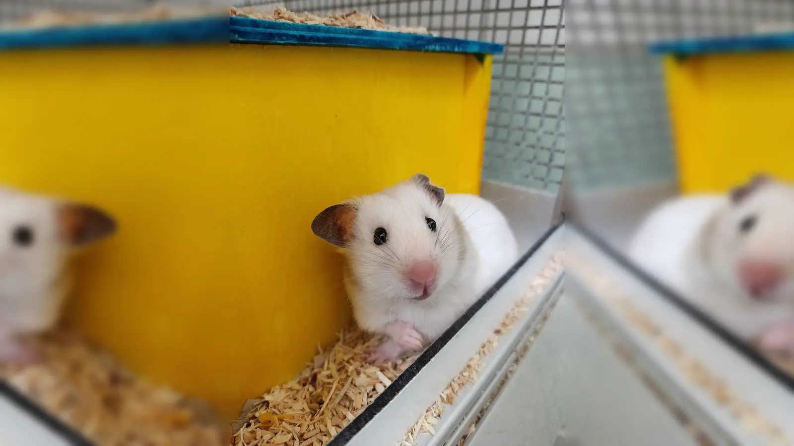 Das Goldhamsterbaby „Hamstburg” wurde im Tierheim geboren und freut sich auf ein abwechslungsreich eingerichtetes Gehege. (Foto: Tierheim Riem)