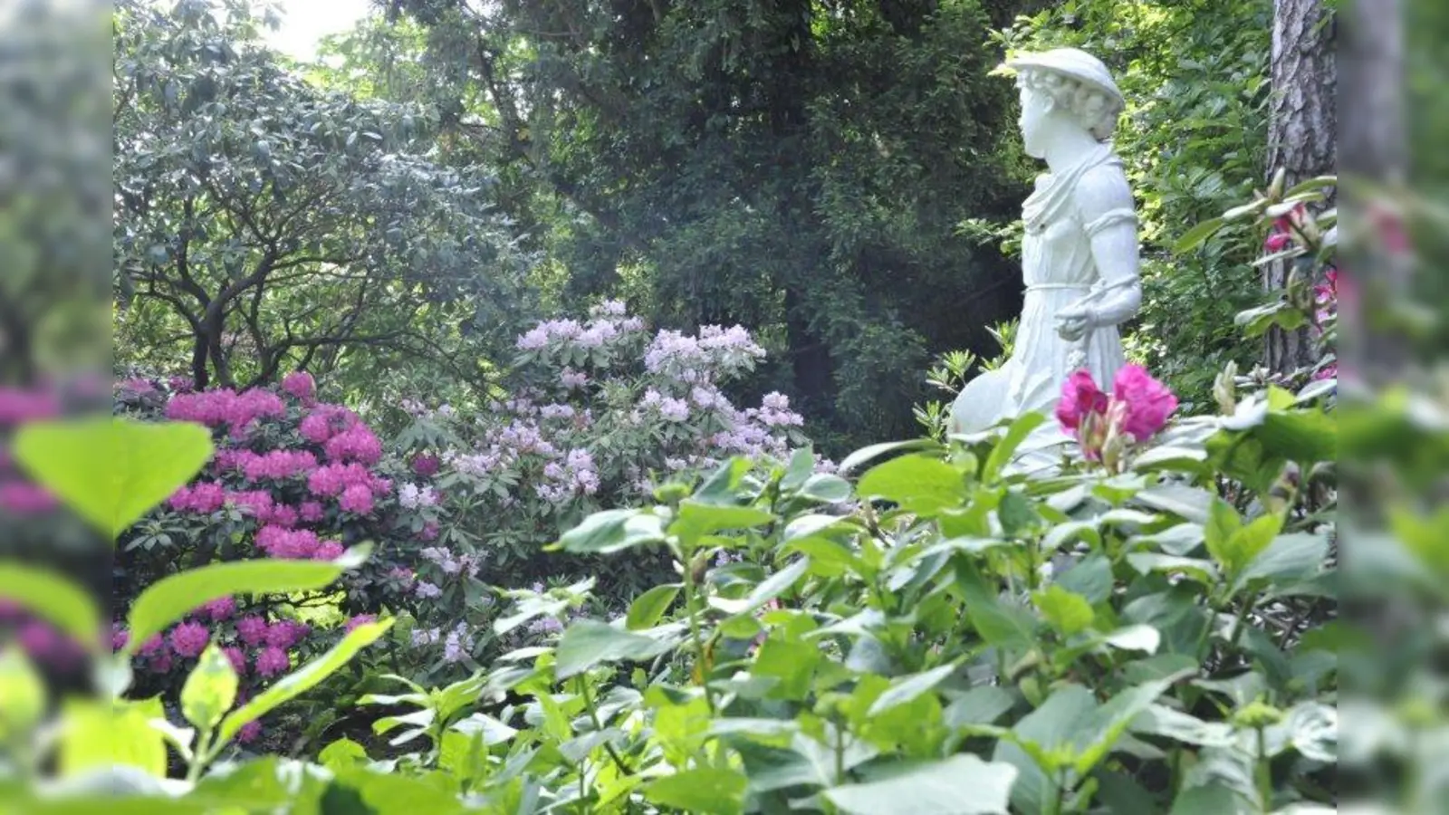 Die Weiße Frau im Rhododendronhain (Foto: Franz Höck, Botanischer Garten München-Nymphenburg)
