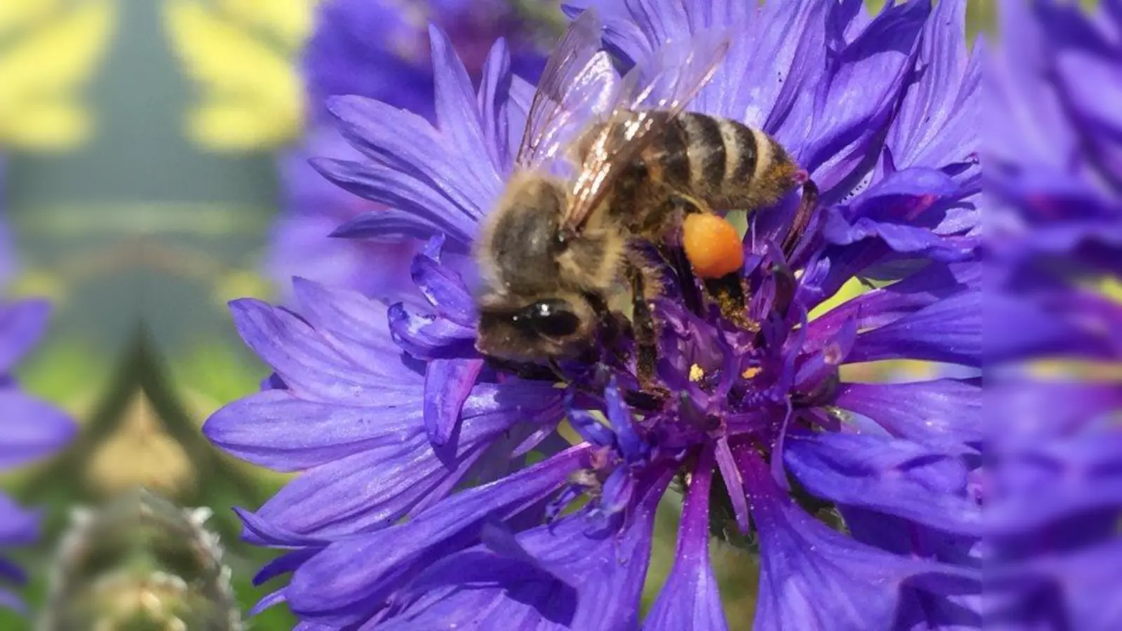 Selten geworden: Bienen beim Pollensammeln auf einer Kornblumenblüte. (Foto: job)