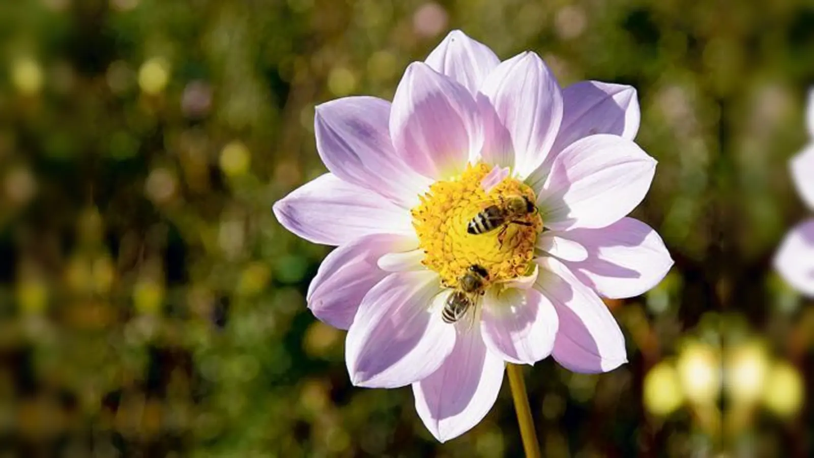Bienen und anderen Insekten will die Gemeinde Kirchheim mehr Lebenraum bieten.	 (Foto: CC0)