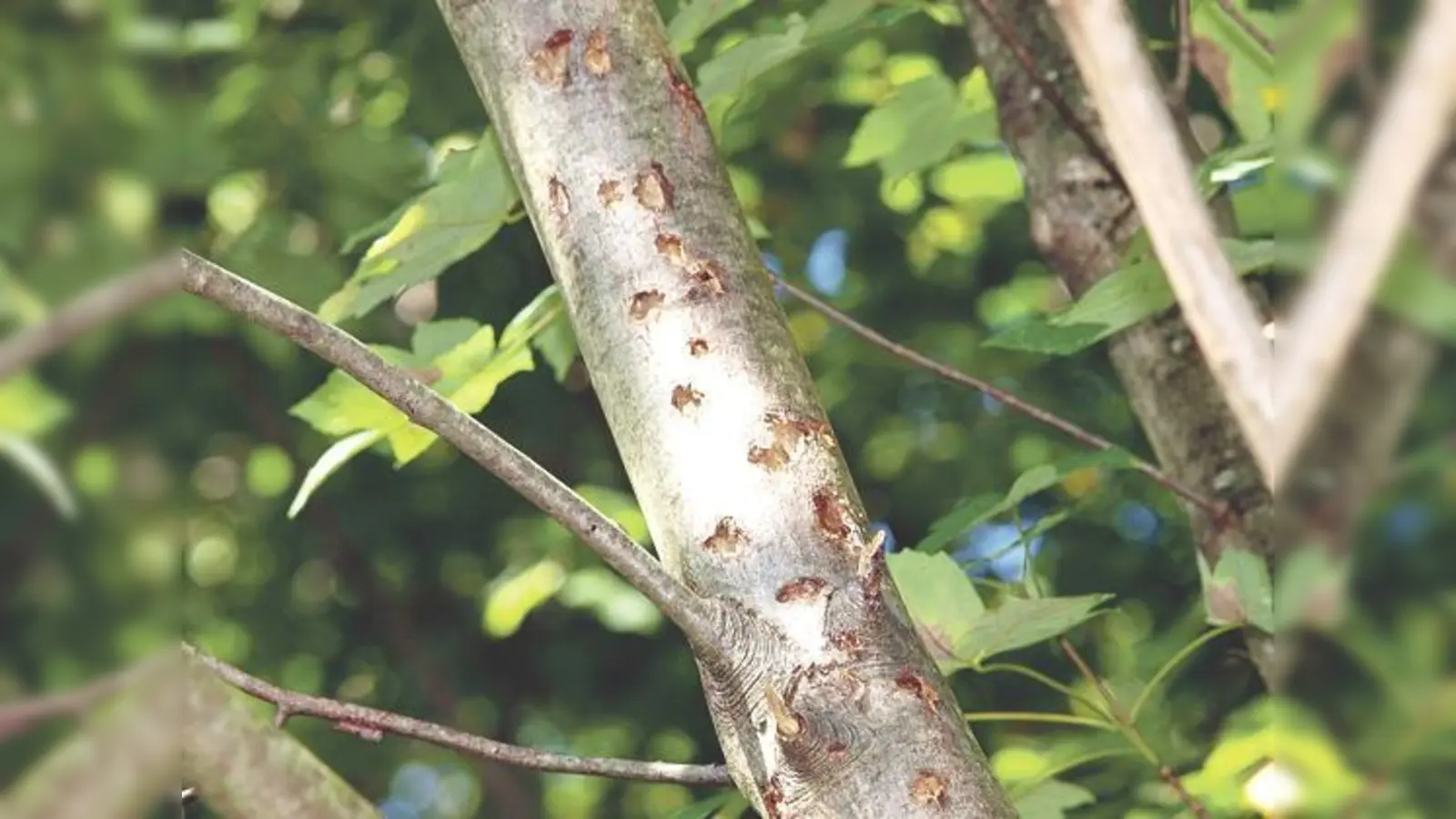 Der ALB-Traum geht weiter, denn es wurden neue Schäden ausgemacht.	 (Foto: VA)