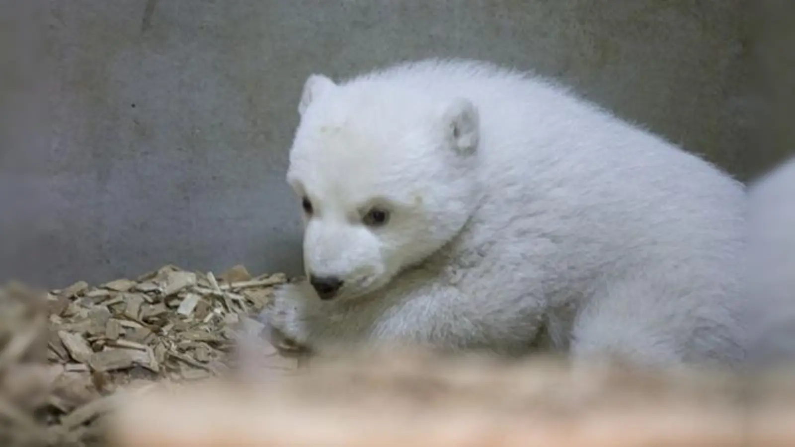 Die Hellabrunner Tierärzte waren zufrieden: Das Münchner Eisbären-Baby präsentierte sich kräftig und kerngesund.	 (Foto: Marc Müller / Tierpark Hellabrunn)