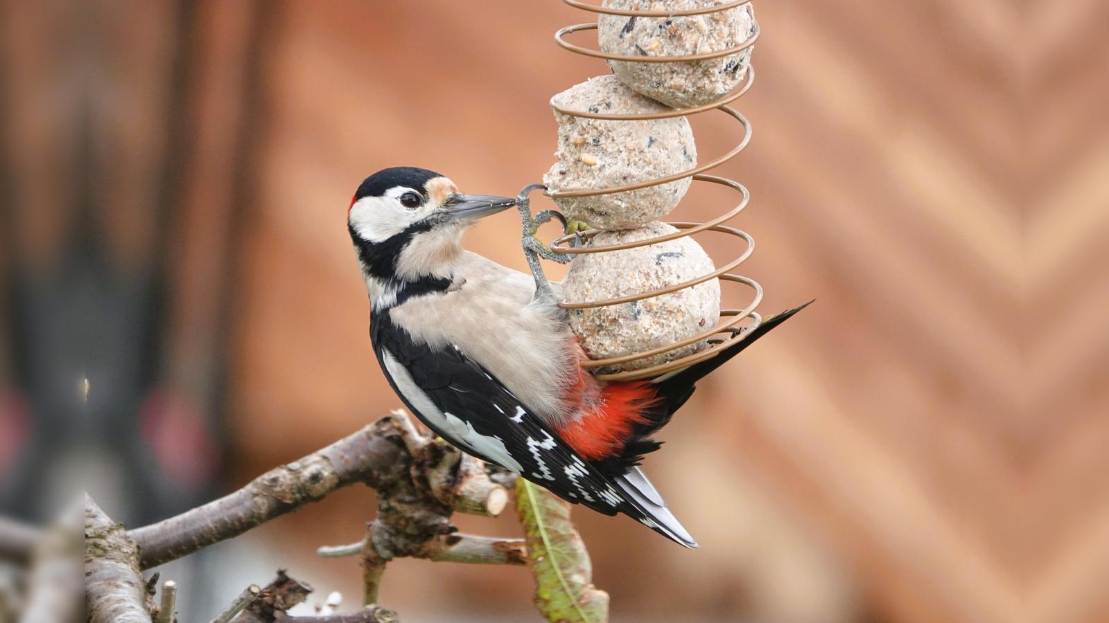 Ergebnis-der-Stunde-der-Winterv-gel-zeigt-Schwund-im-Garten