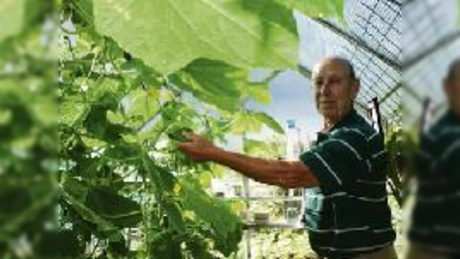 Stolz präsentiert Franz Pfaller seine Gurken, Manfred Wenzel ( 1. v. re.) genoß schon 1948 mit seiner Familie den Nachmittag im Kleingarten.      (Foto: ks, Wenzel)