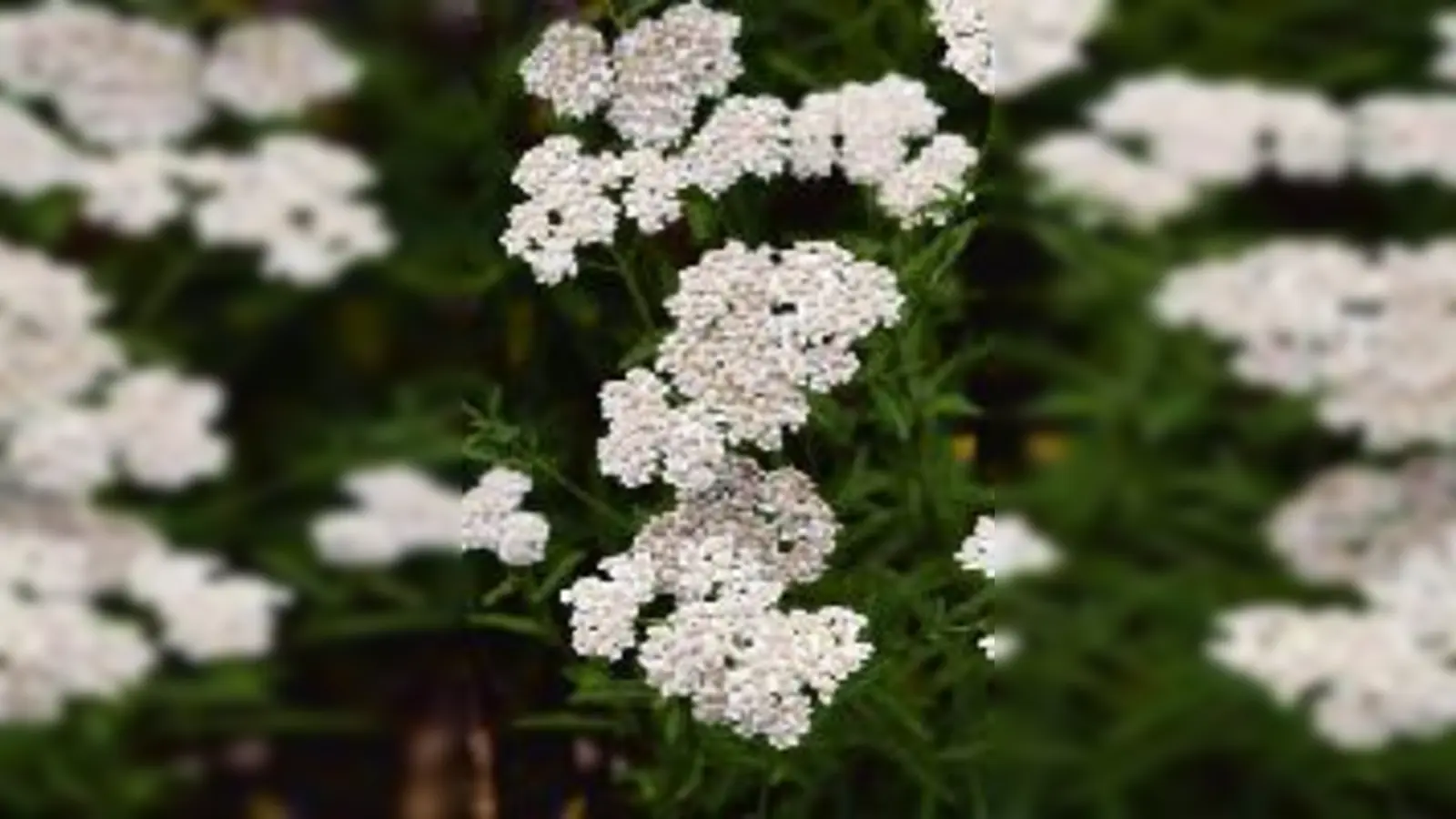 Kräuterkunde  Achillea.  (Foto: Botanischer Garten)