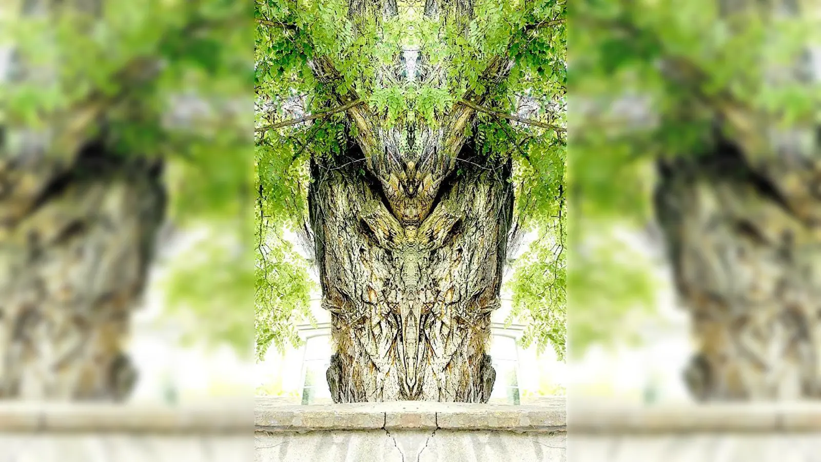 Clarissa van Amseln: Holzengel, 2010, Zwölf-Farben Fine-Art-Print, circa 70 x 140 Zentimeter: Im Foto einer Robinie erscheint in der Spiegelung eine filigrane Engelsfigur.	 (Foto: VA)