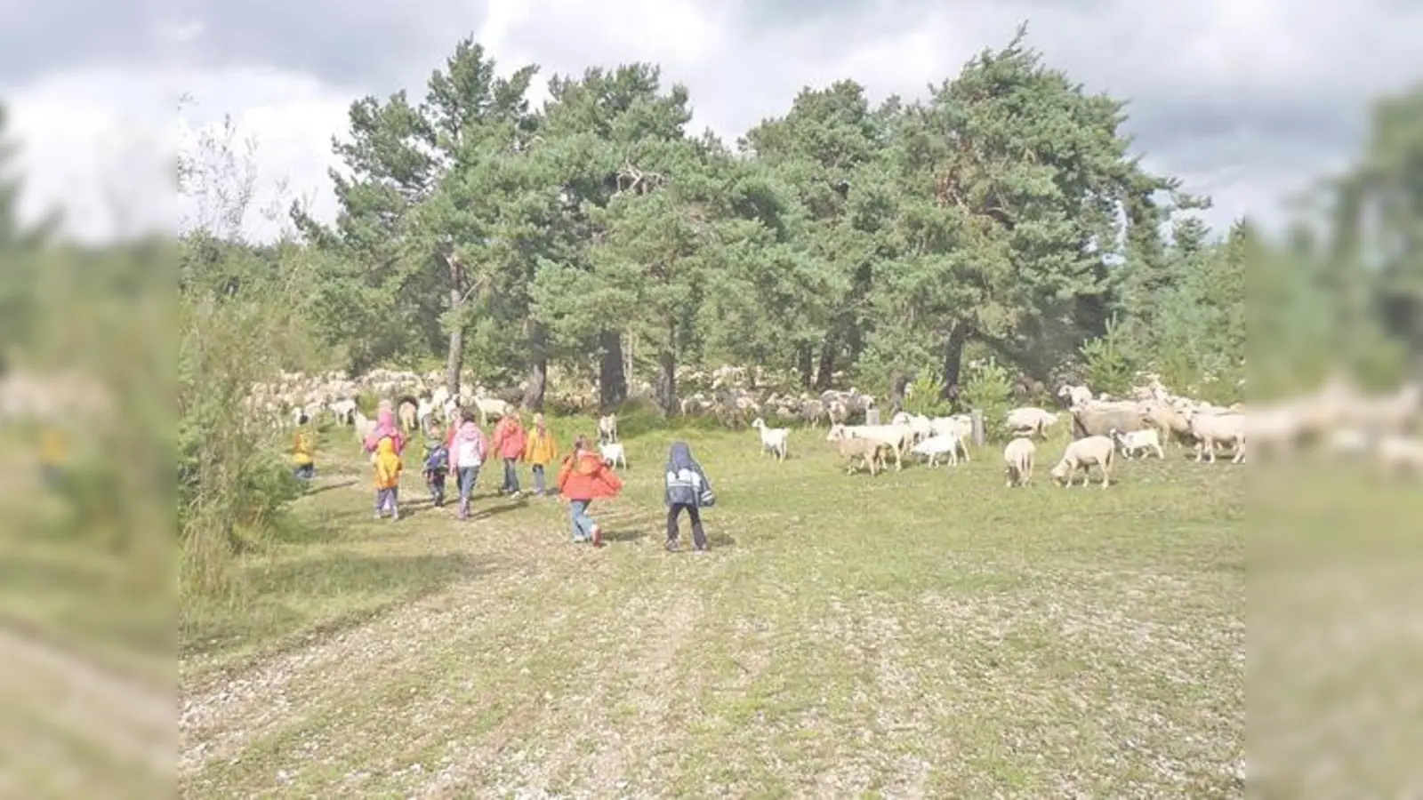 Freiheit und Naturerlebnisse erwarten die Kinder beim Ferienprogramm in der Heide.  (Foto: VA)
