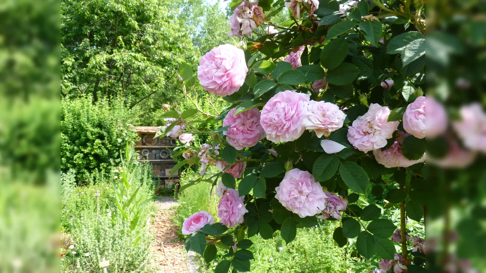 Gartenimpressionen aus dem Ökologischen Bildungszentrum. (Foto: Frauke Feuss)