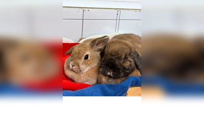 Milli (Widderkaninchen, dunkelbraun) und Vanilla (Widderkaninchen, hellbraun. (Foto: Tierheim Riem)