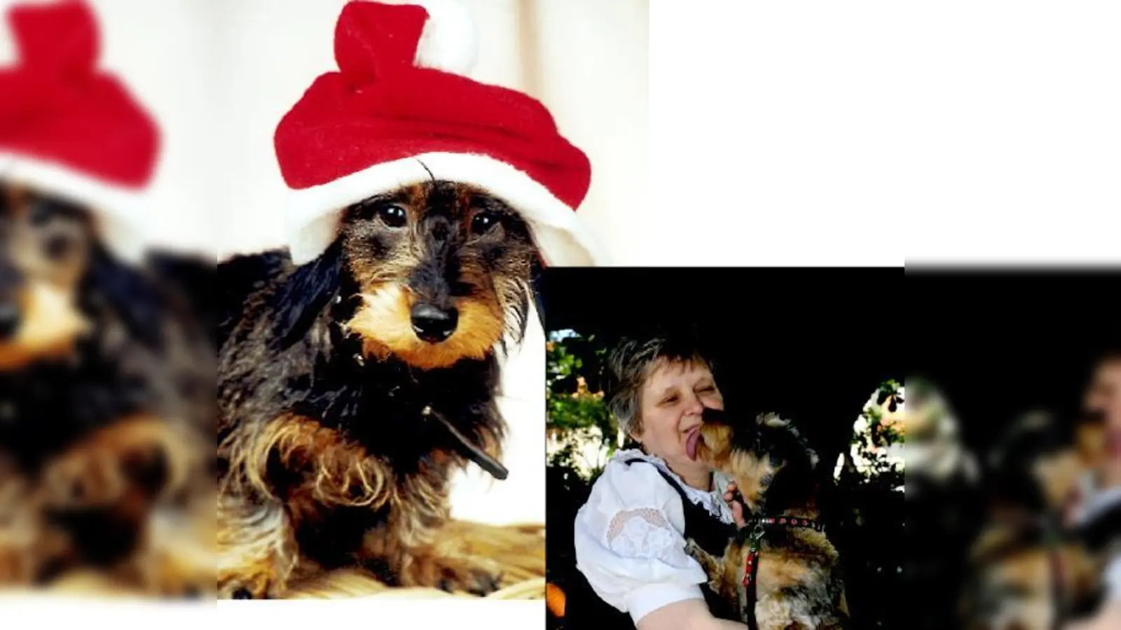 Dieses Foto brachte den Sieg: Münchens schrägster Dackel heißt Vroni. Ein Herz und eine Seele: Angelika Strauß und Dackeline Vroni.  (Foto: privat/NW)