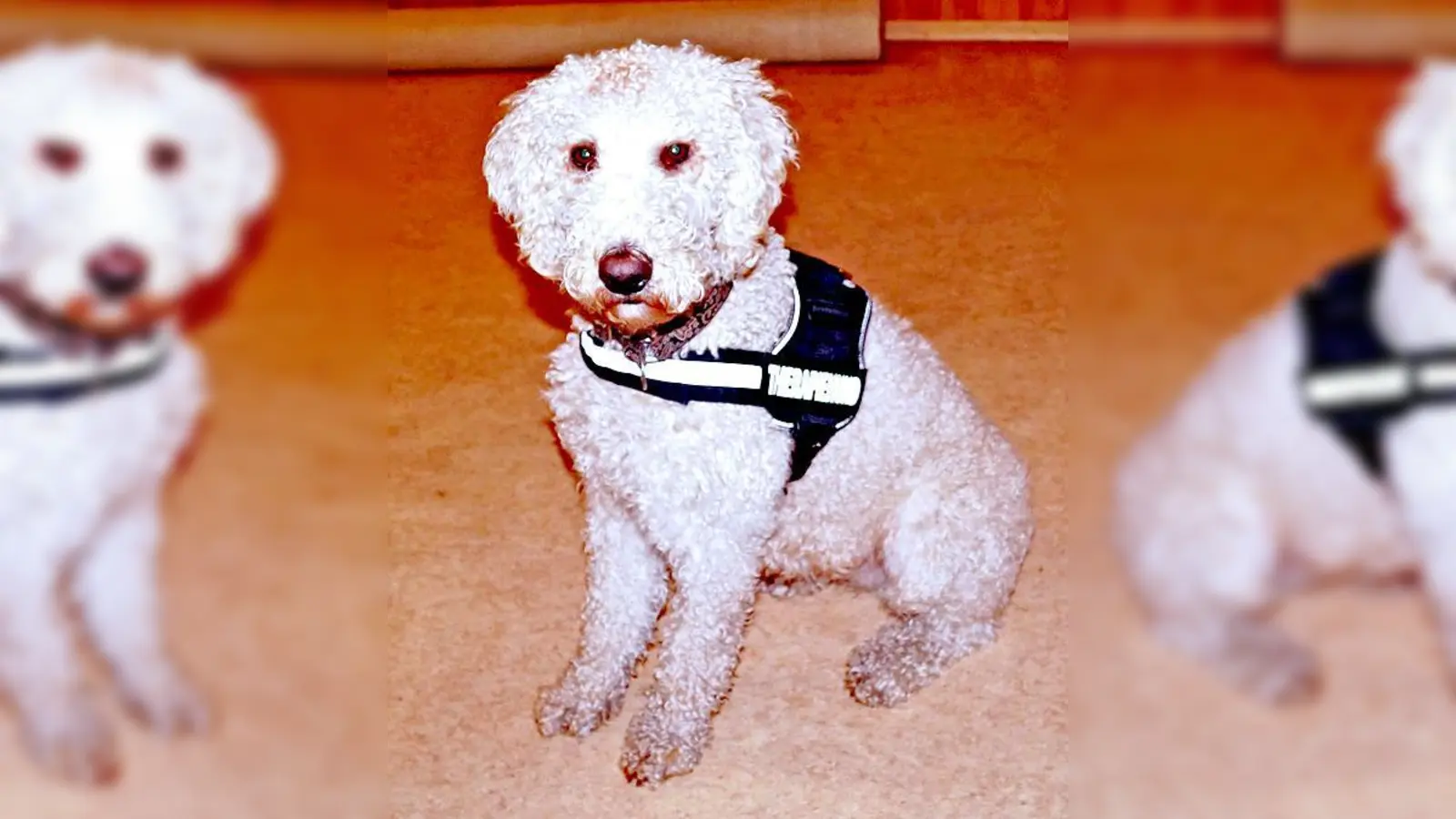 Therapiehund Gustl ist zwei Jahre alt und eine Mischung aus Pudel und Labrador.	 (Foto: Stefan Engel)