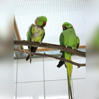 Bingo und Achmed haben sich hier bei uns kennen und lieben gelernt und möchten unbedingt zusammen bleiben. (Foto: Tierheim Riem)