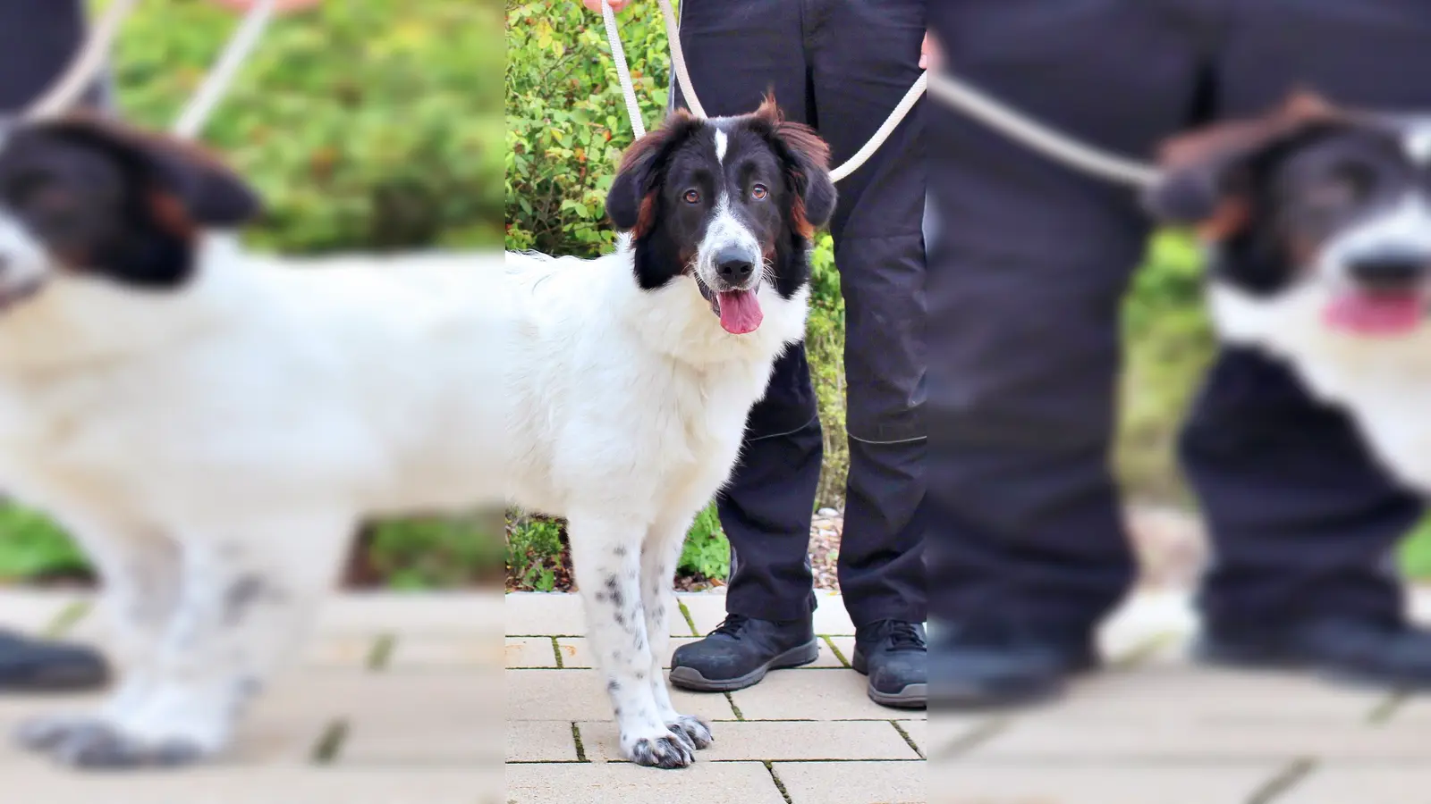 Herdenschutz- Mischlingshündin Sophia. (Foto: Tierheim Riem)