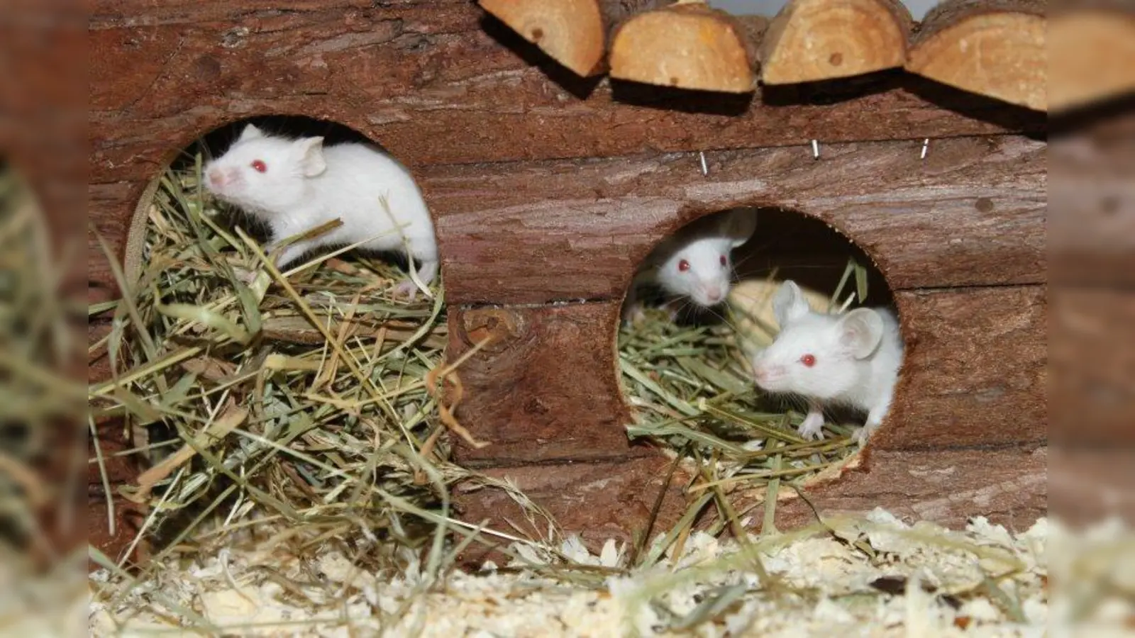 7.000 beschlagnahmte Tiere sind zu viel für ein Tierheim. Die Nager wurden umverteilt. (Foto: Tierschutzverein München)