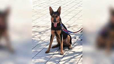 Schäferhund Mix Louis. (Foto: Tierheim Riem)