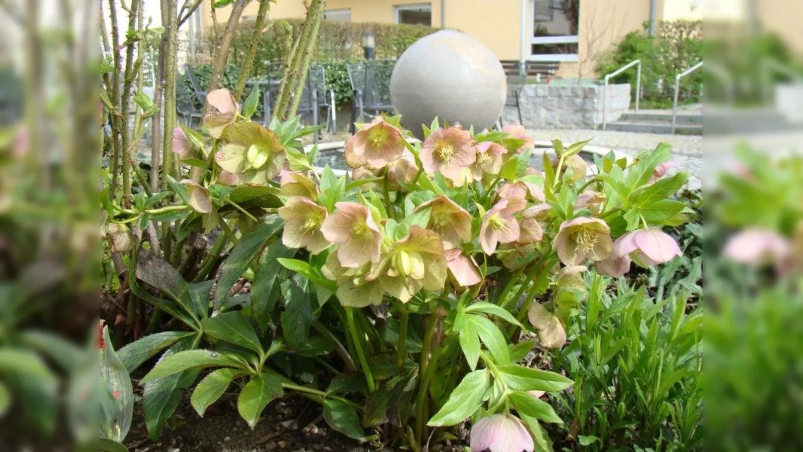 Filigrane Frühlingsblüher im Garten der Begegnung. (Foto: pst)