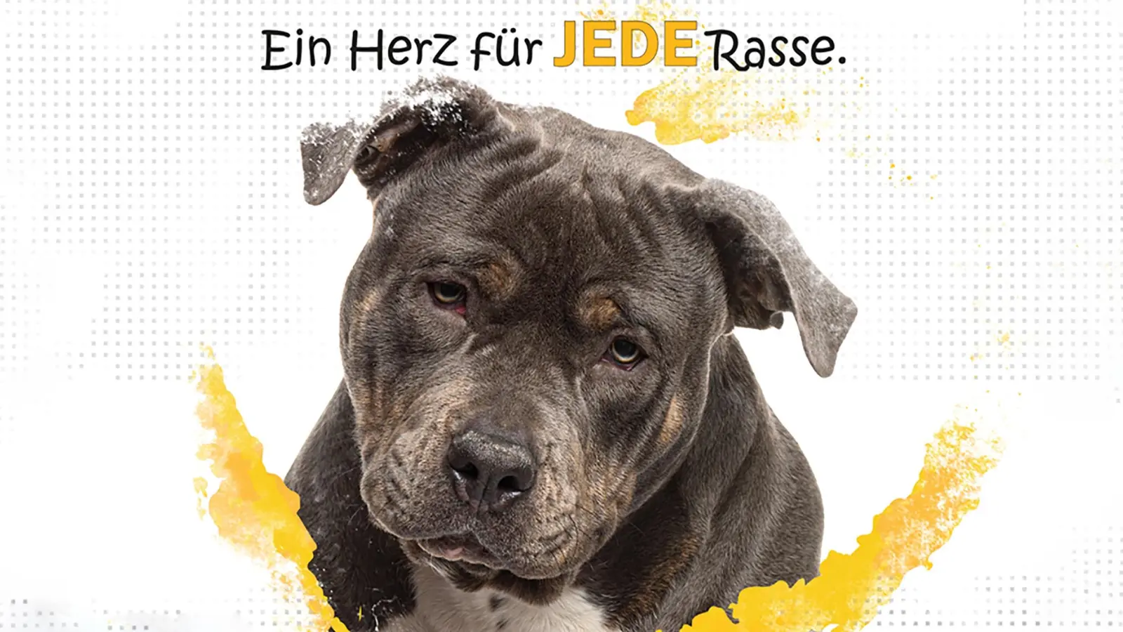 Der Tierschutzverein München kämpft seit vielen Jahren gegen die Bayerische Kampfhundeverordnung an und fordert neue Lösungen. (Foto: Tierschutzverein München)