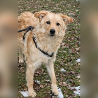 Mischlingsrüde Snoopy. (Foto: Tierheim Riem)