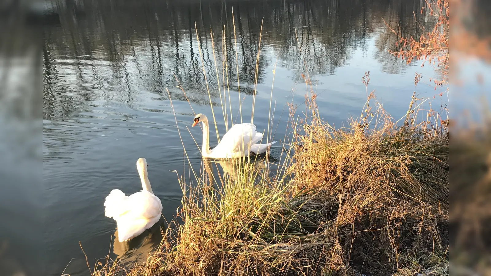 Auch Schwäne gibt es an der innenstädtischen Isar. Wie die Ansprüche von Mensch und Tier an den Fluss in Einklang gebracht werden können, erfährt man bei den angebotenen Spaziergängen. (Foto: cba)