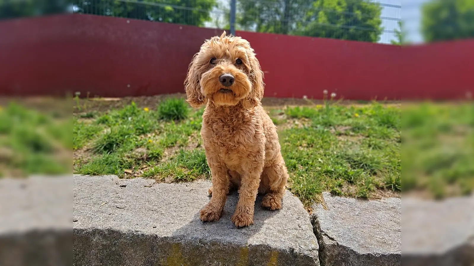Der hübsche Pudel-Mix Chico. (Foto: Tierheim Riem)