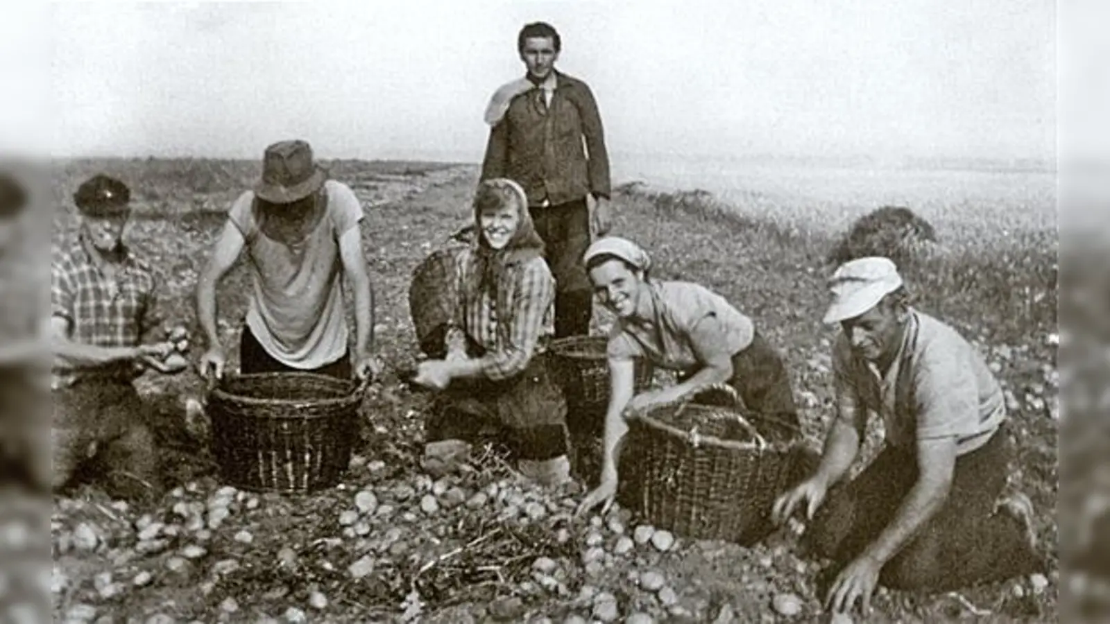 Kartoffelernte am Kirchheimer »Pflegerhof« um 1958.  (Foto: Geiger-Verlag, Horb am Neckar)