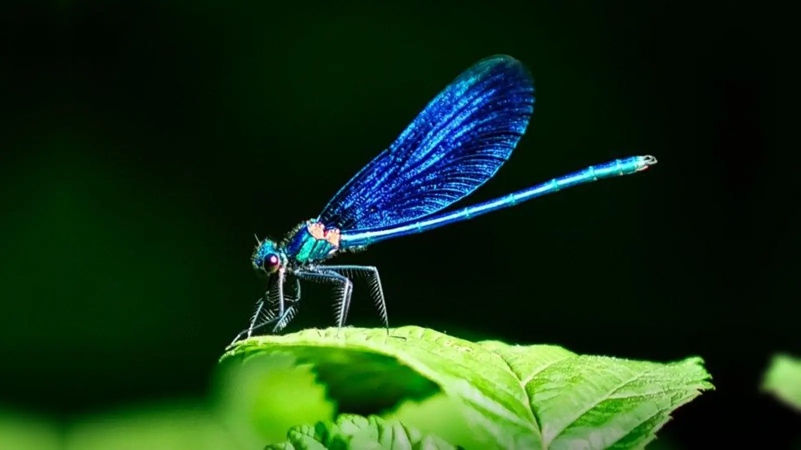 Diese Blauflügel-Prachtlibelle wurde im Naturschutzgebiet Schlosspark Falkenstein aufgenommen. (Foto: commons.wikimedia.org/ Rainer Luft)